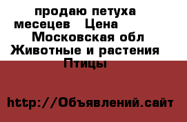 продаю петуха 7 месецев › Цена ­ 1 000 - Московская обл. Животные и растения » Птицы   